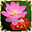 荷花香囊(赠品)