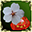 樱花香囊(赠品)