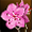 鲜花